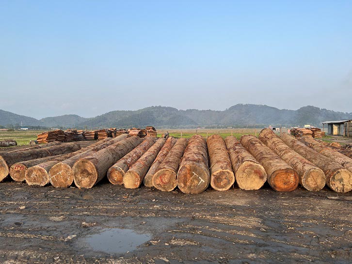 Ply Story: Unveiling nature's finest plywood from North-east India